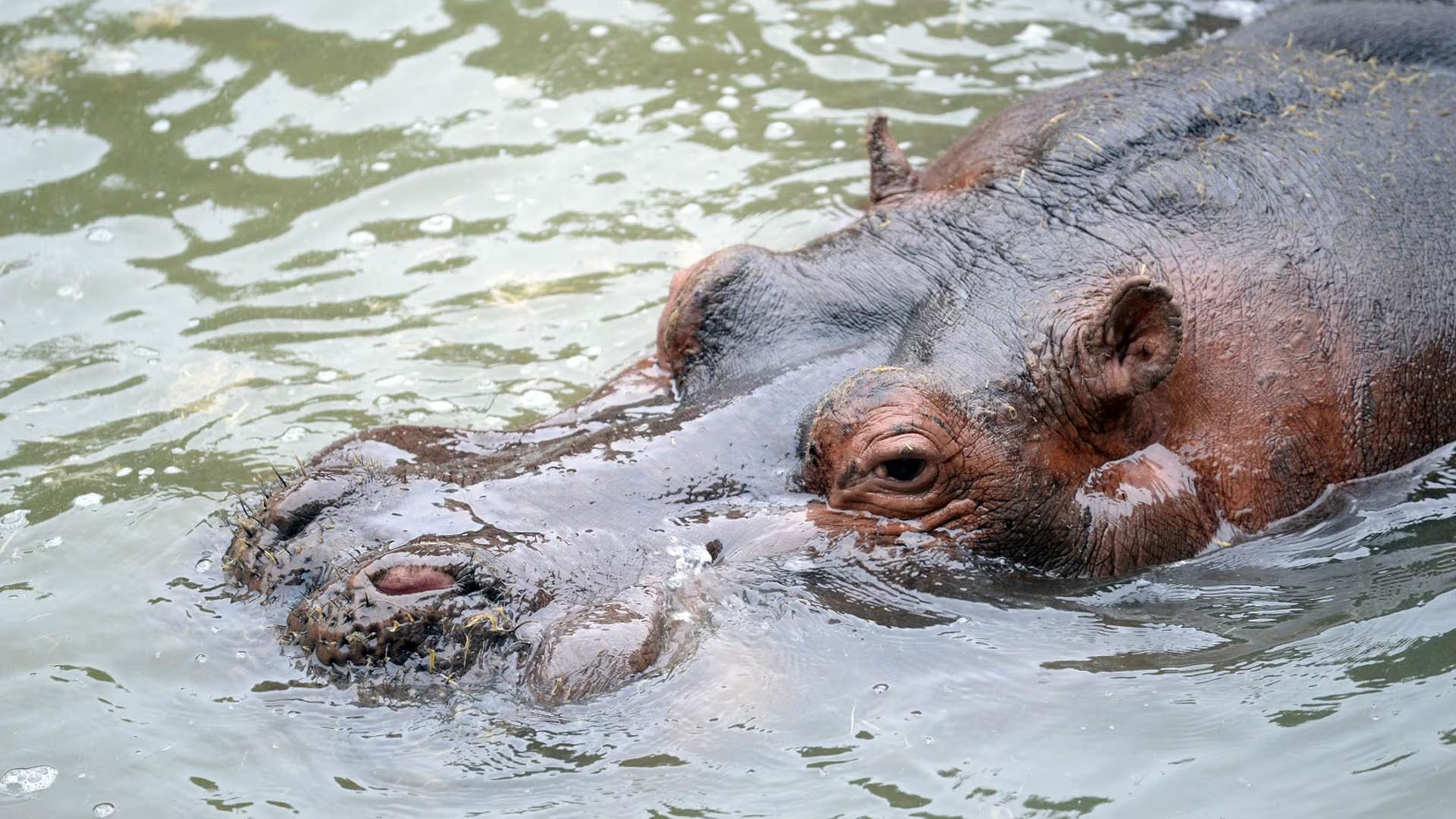 Un hipopótamo asoma su cabeza y parte de su lomo sobre la superficie de aguas verdosas.