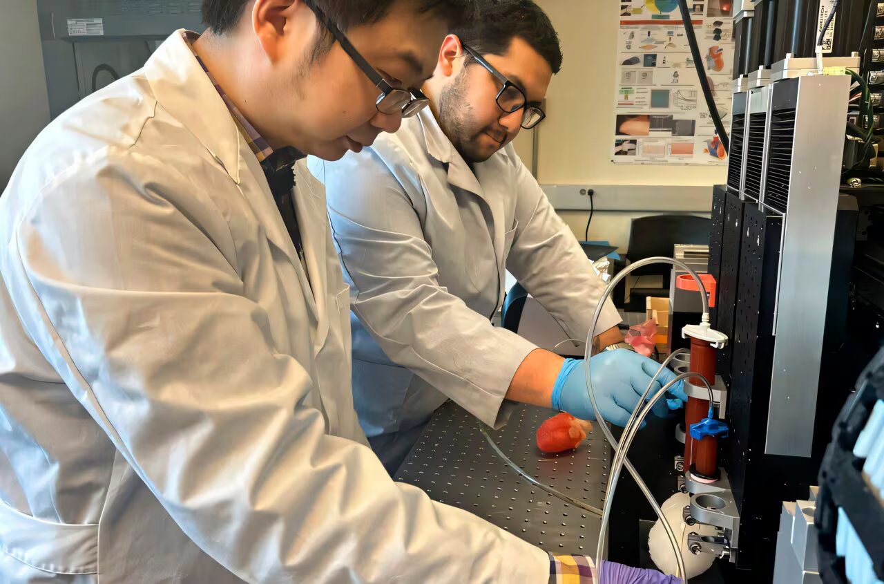 Científicos operan un dispositivo que alberga un corazón impreso en 3D capaz de latir como uno real, diseñado para el entrenamiento de cirujanos y el desarrollo de nuevas técnicas quirúrgicas. (Washington State University)