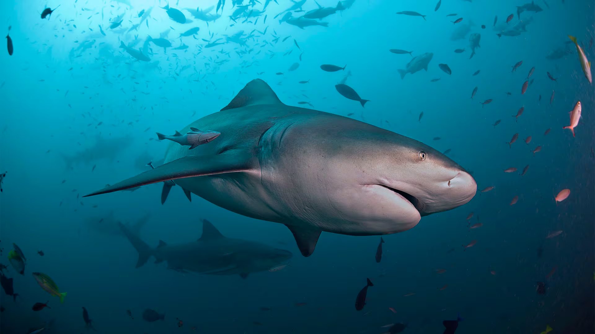 Estos hallazgos desafían la visión tradicional de los tiburones como animales solitarios y actualizan el conocimiento científico sobre su comportamiento social 