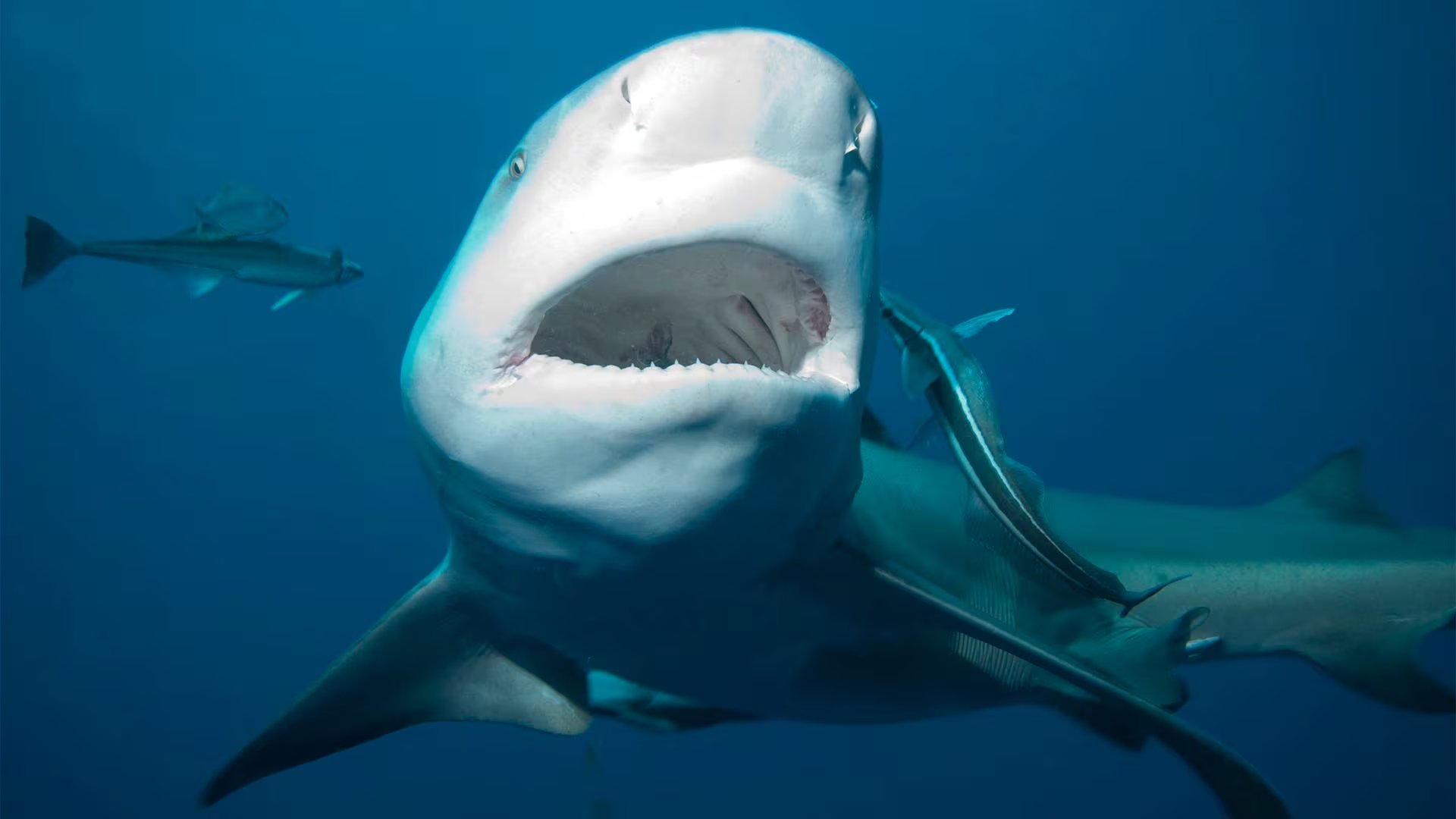 Comprender la organización social de los tiburones toro es clave para desarrollar estrategias efectivas de conservación y manejo de estas especies marinas en riesgo 