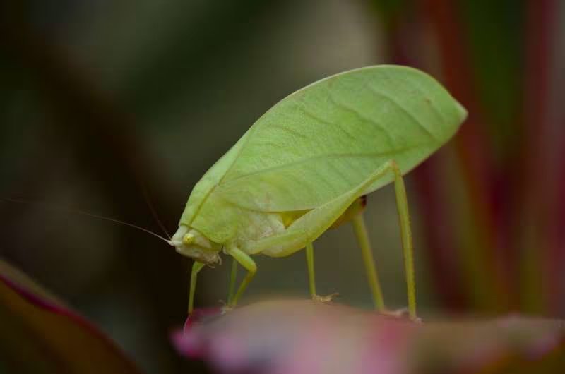 Un insecto hoja de color rosa brillante, con un cuerpo que imita perfectamente una hoja, se posa sobre una rama en una muestra fascinante de camuflaje natural. ( Universidad de St Andrews)