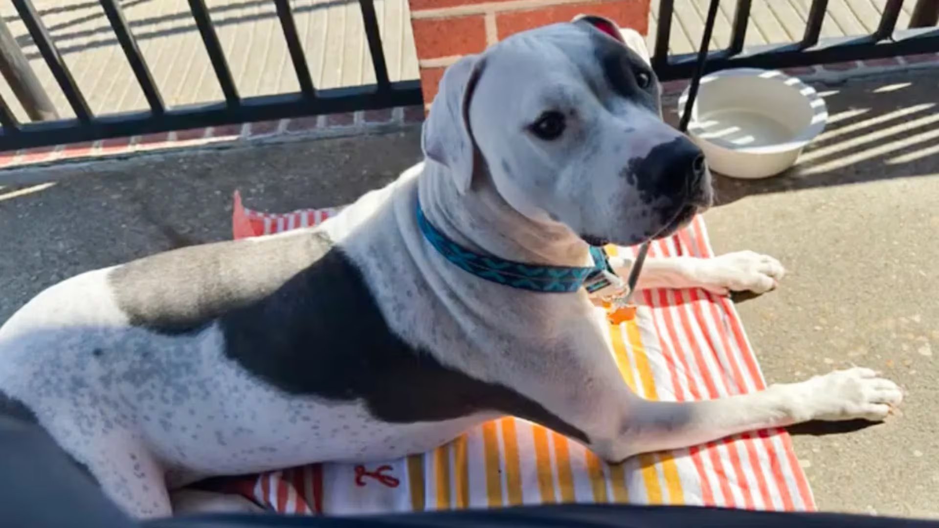 El diagnóstico de epilepsia y las secuelas de sus cirugías dificultaron la adopción de Chase durante más de dos años (Patty Baker Humane Society Naples)