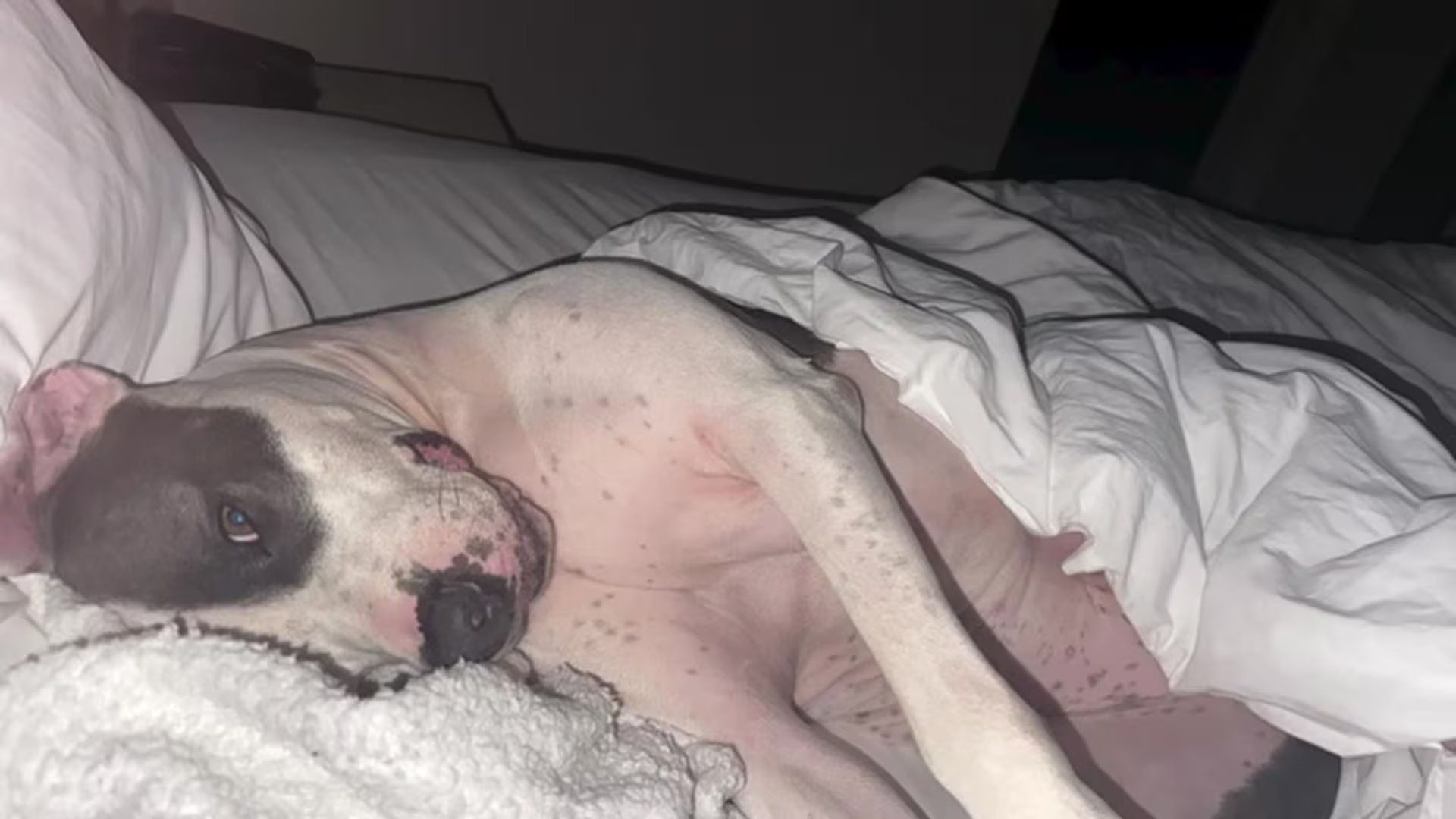 La Sociedad Protectora de Animales Patty Baker destaca la resiliencia y esperanza de Chase frente a los rechazos iniciales (Captura de video)