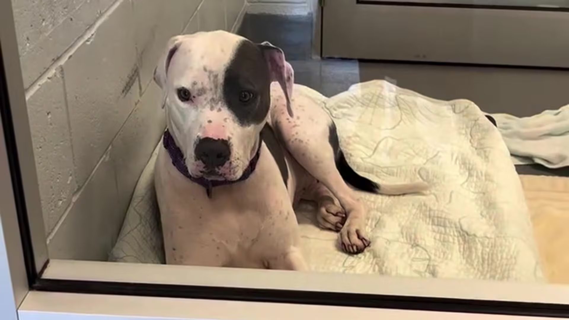 El programa Rescue Recess permitió a Chase socializar fuera del refugio incrementando finalmente sus posibilidades de adopción (Crédito :Sociedad Protectora de Animales Patty Baker de Naples)