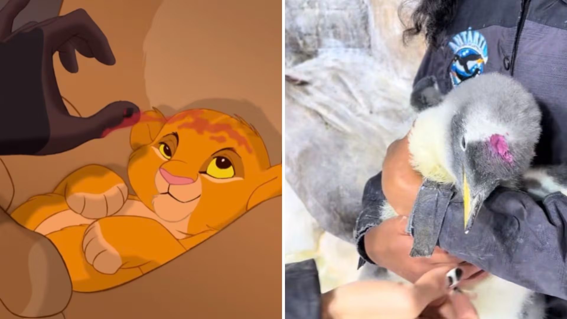 La llegada del ave fue presentada con una escena inspirada en la película de Disney, lo que generó millones de reproducciones en redes sociales. (Captura de pantalla)