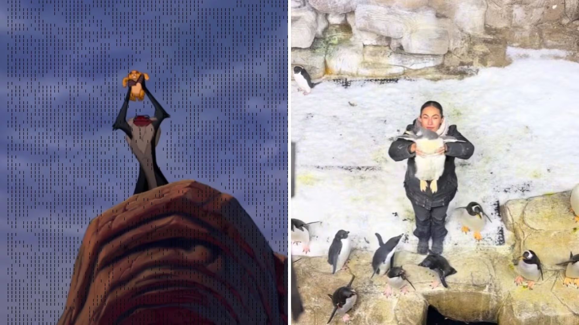 Usuarios celebraron el video viral del Zoológico de Guadalajara, donde se recreó uno de los momentos más icónicos del cine animado. (Captura de pantalla)