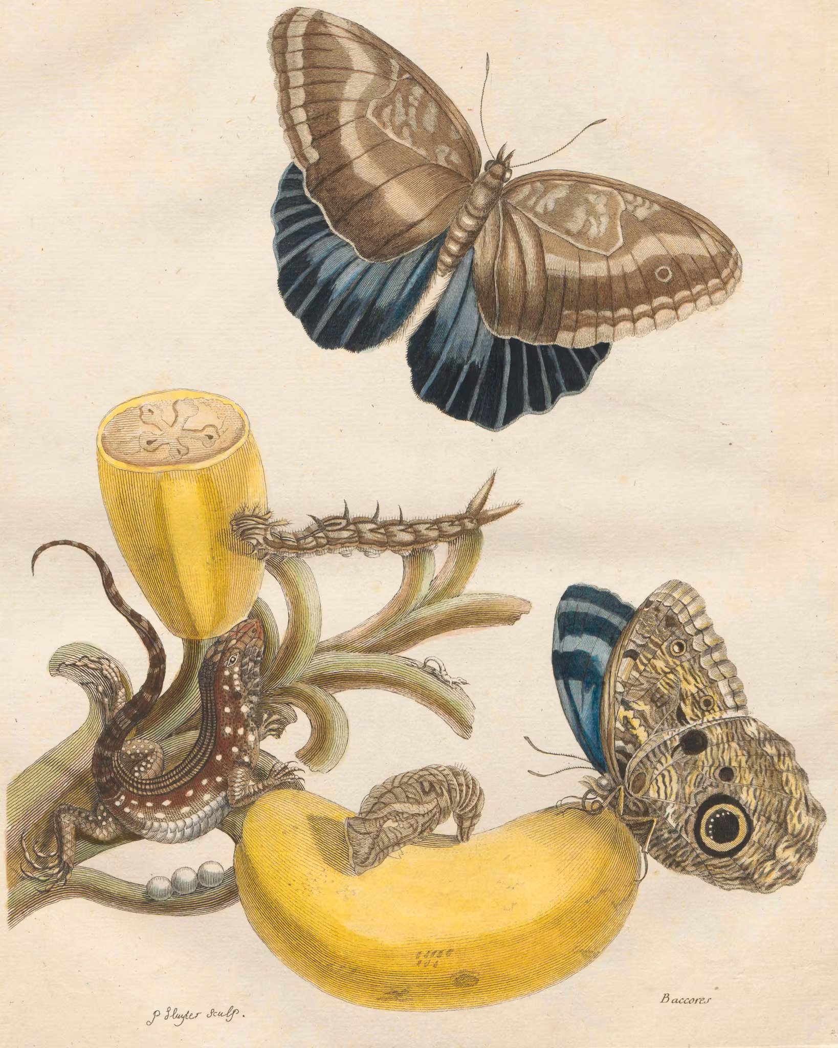 El viaje de Merian en 1699 permitió observar y clasificar especies desconocidas en Europa, alterando la perspectiva científica sobre la biodiversidad tropical