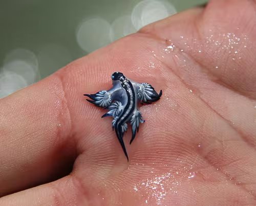 Se ha localizado un ejemplar de dragón azul en la localidad valenciana de Canet d'en Berenguer (Ayuntamiento de Canet d'en Berenguer/Instagram)