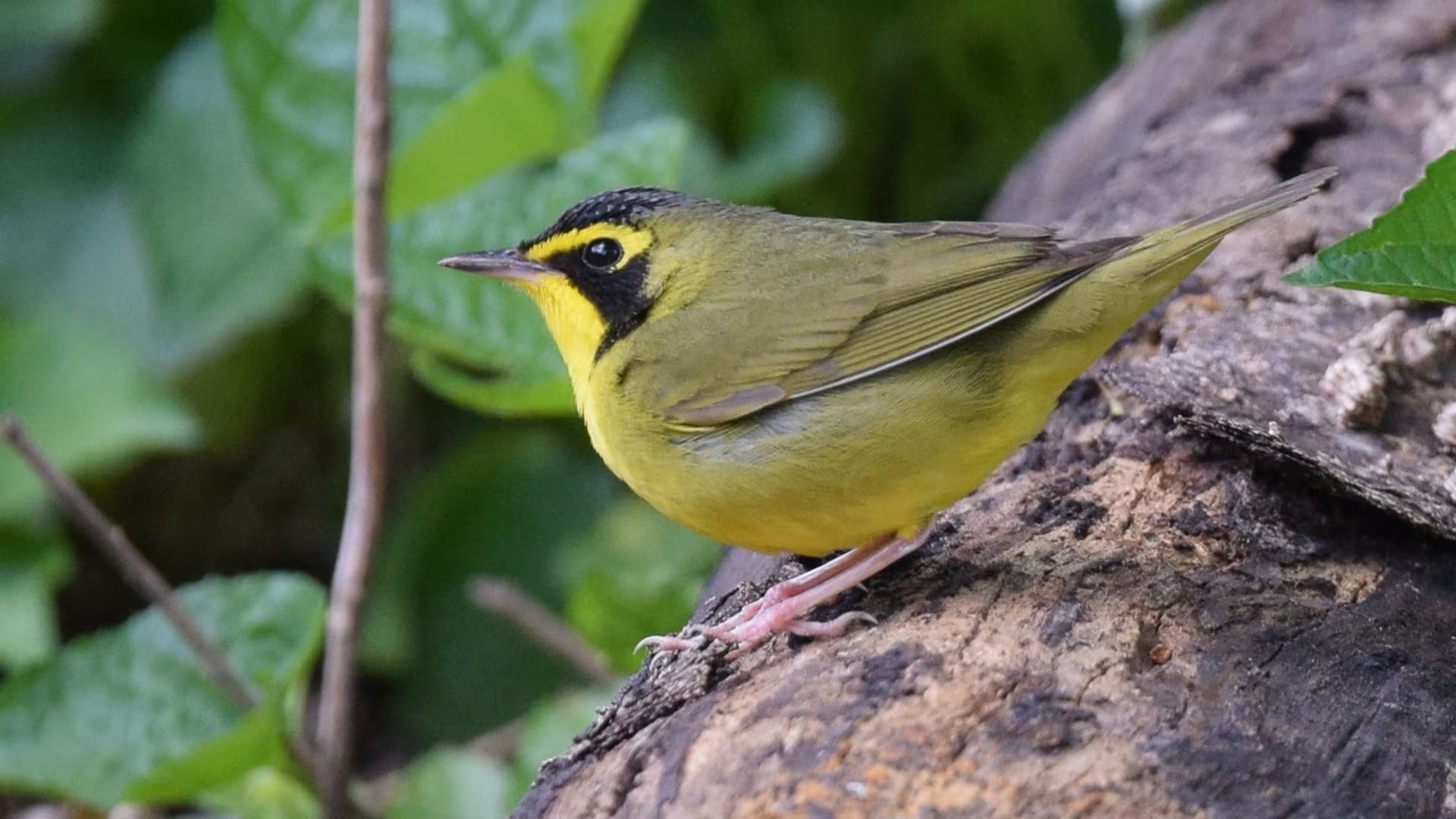 Más de cincuenta especies de reinitas migran entre Estados Unidos, Canadá, Centroamérica y Sudamérica, recorriendo miles de kilómetros cada año (Wikipedia)