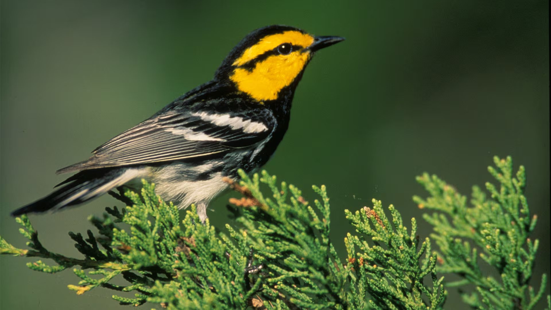 Las alteraciones migratorias y los cambios en los patrones climáticos generan competencia por recursos y favorecen nuevas interacciones entre especies de reinitas 
(Foto: Wikimedia)