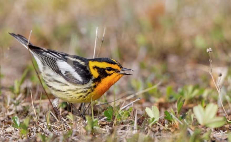 La vulnerabilidad de las reinitas ante el cambio climático depende de su flexibilidad para adaptarse a nuevas condiciones ecológicas y rutas migratorias 
(IAN DAVIES/LAB OF ORNITHOLOGY)
