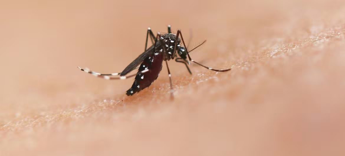 La prevención depende de eliminar criaderos de mosquitos, usar repelentes y evitar acumulación de agua en recipientes (Europa Press)