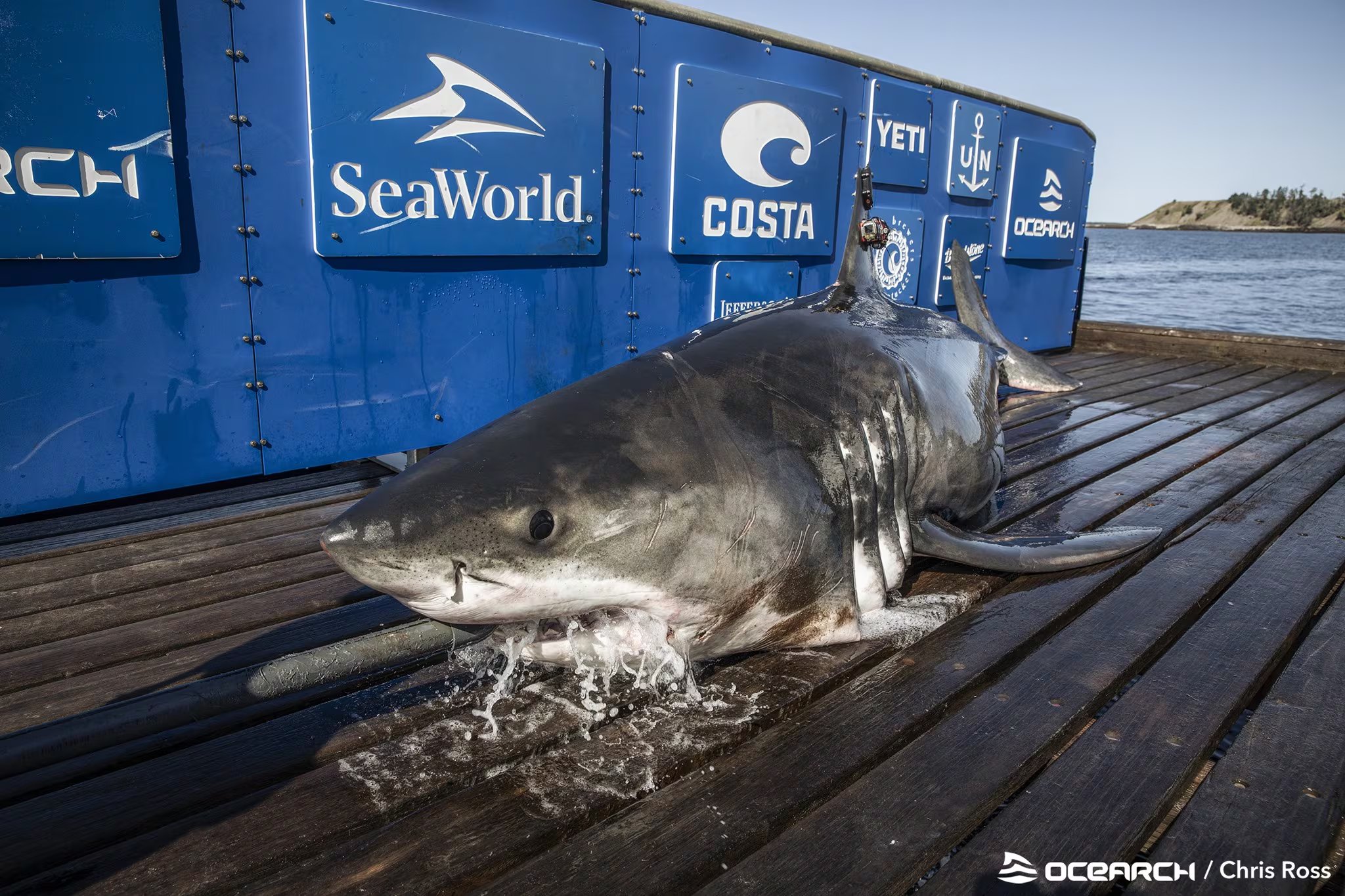 Bob es un tiburón blanco macho marcado en 2021 cerca de Ironbound Island, Nueva Escocia, como parte de un proyecto científico