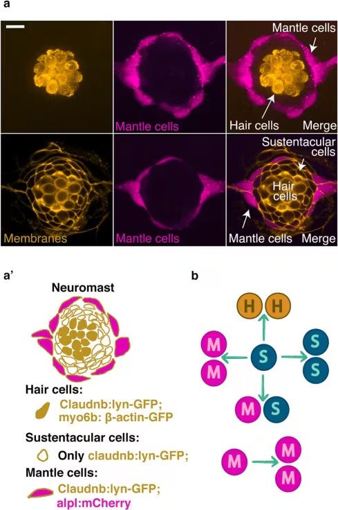 El mecanismo denominado señal de detección local regula la proliferación celular hasta lograr la estructura original del tejido (CONICET)