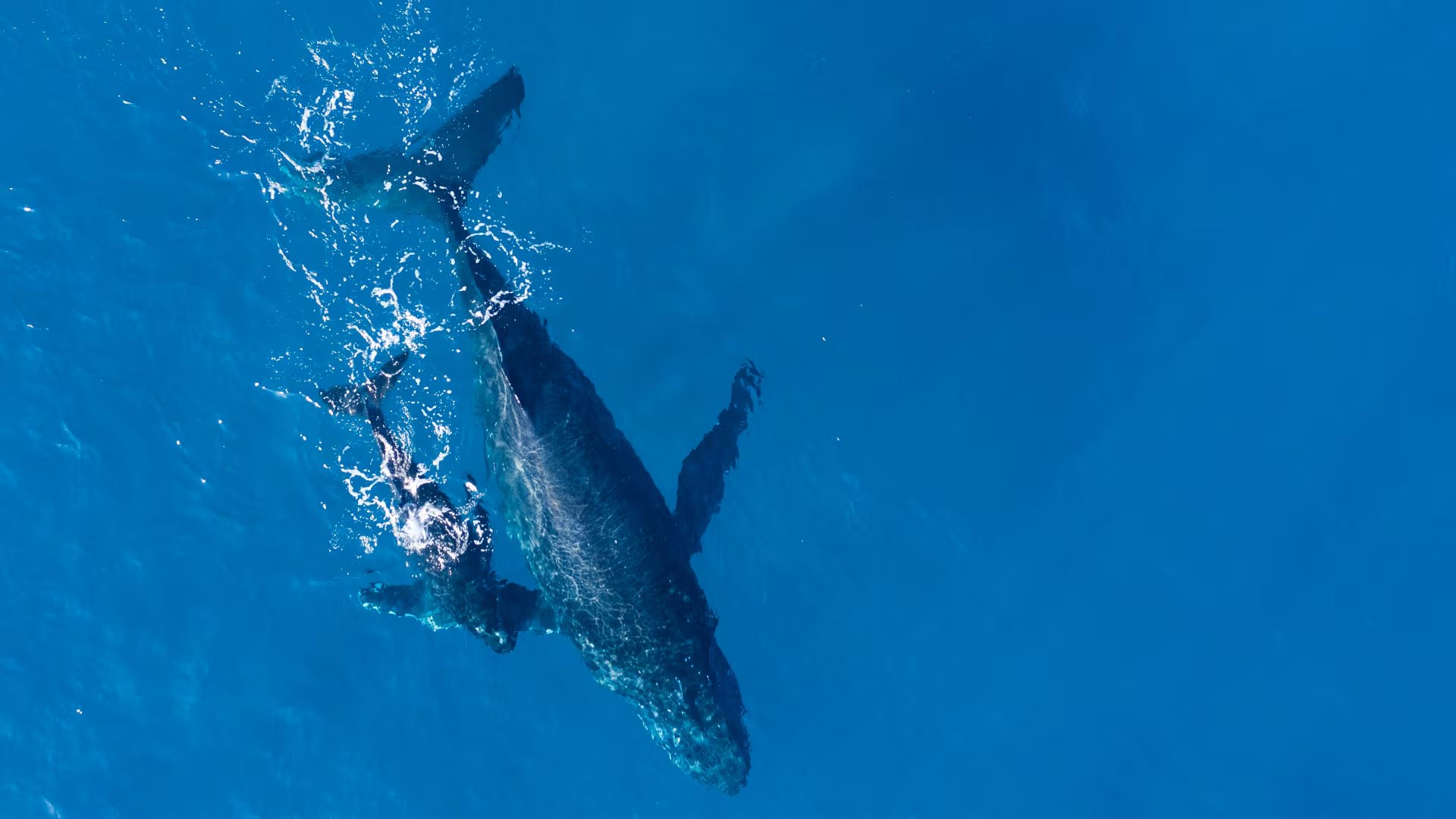 Una ballena jorobada adulta nada junto a su cría en las aguas azules del golfo, destacando los esfuerzos de protección de animales marinos en la región. (Nuestro Futuro)
