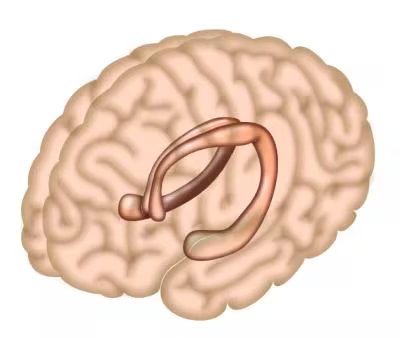 Un estudio de la University of Chicago evidencia cómo el hipocampo adapta su actividad ante diferentes tipos de cambios en la memoria (Créditos: Instituto Salk)