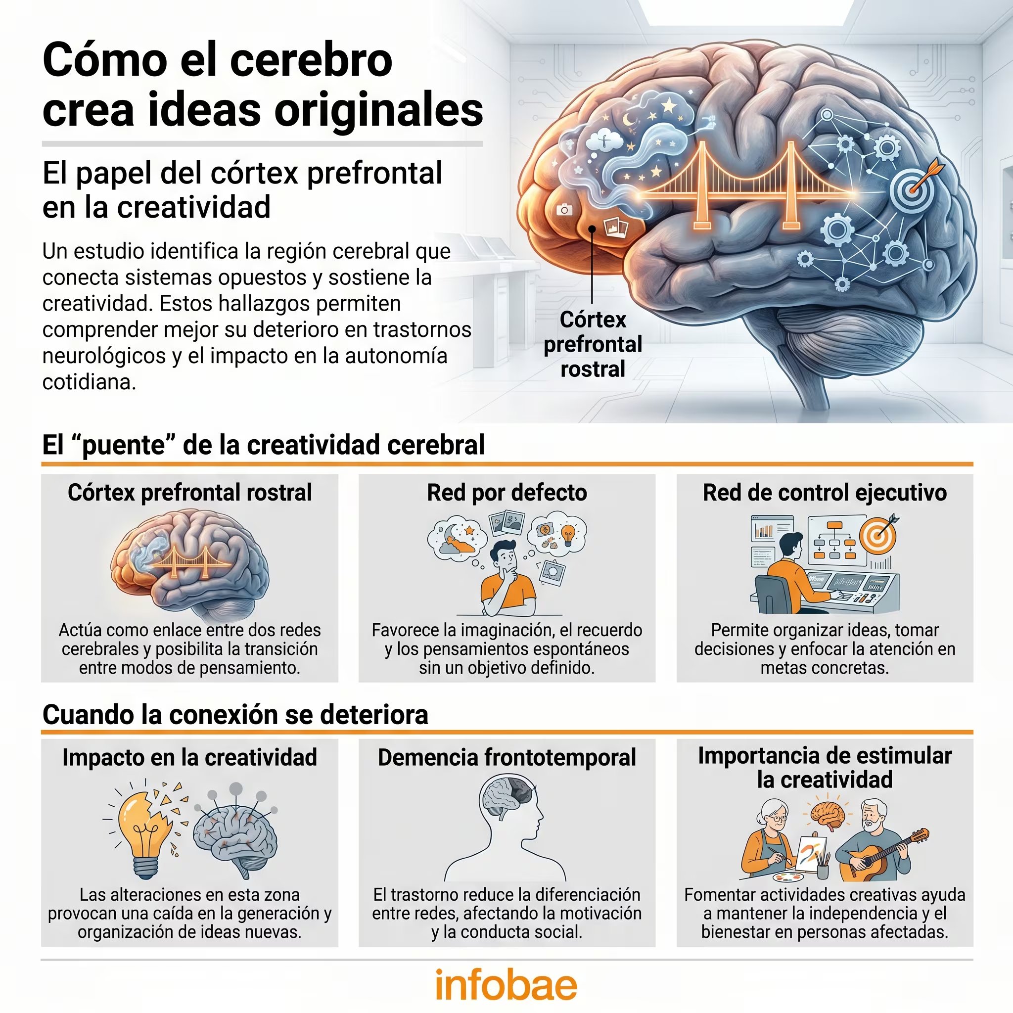 El córtex prefrontal rostral conecta las redes de pensamiento libres y controladas, fundamentales para generar ideas y tomar decisiones (Imagen Ilustrativa Infobae)