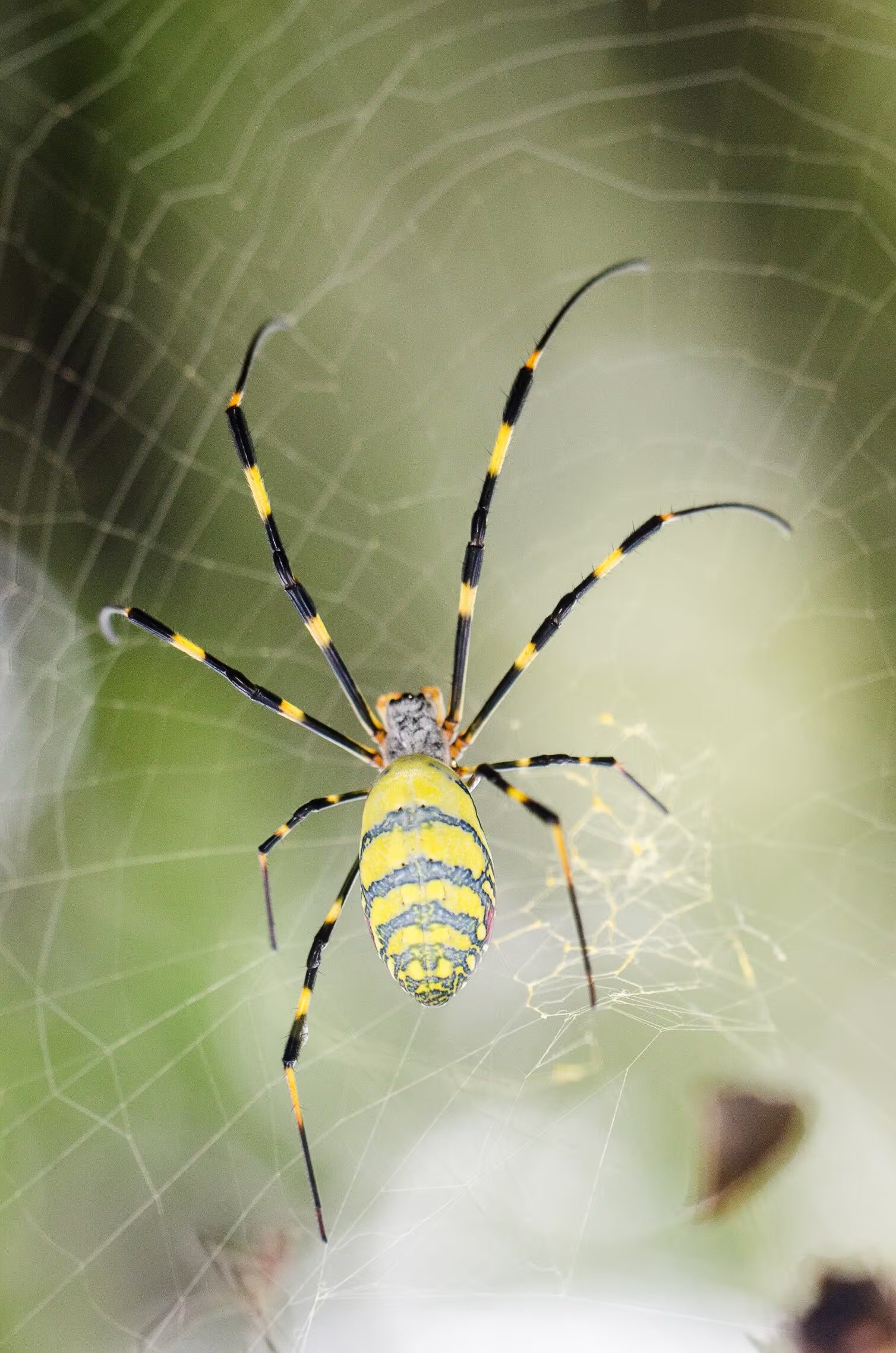 Entre las especies más conocidas como banana spider figuran la Trichonephila clavipes en América, la Phoneutria nigriventer en Sudamérica y la Nephila pilipes en Asia y Australia ('Nephila clavipes')
RIKEN

