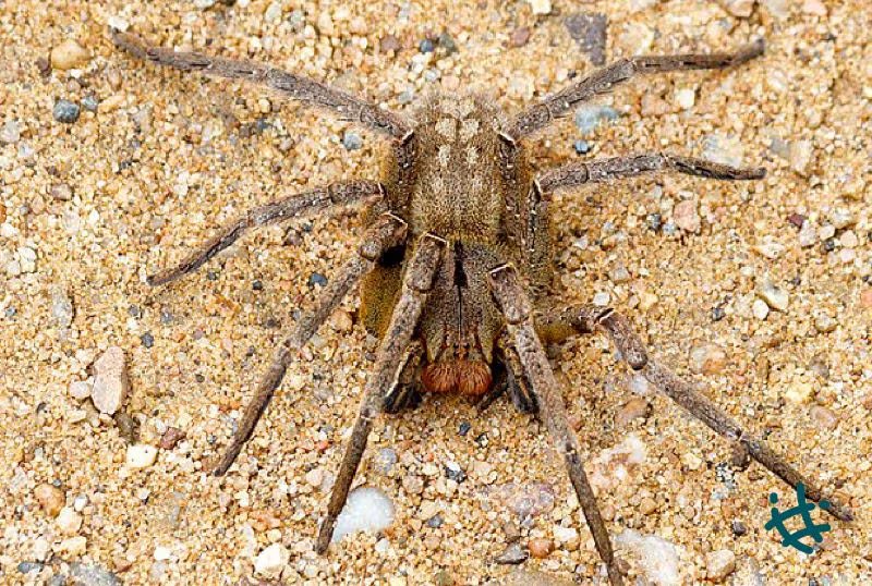 La nomenclatura científica creada por Linnaeus es esencial para diferenciar especies y evitar confusiones generadas por los nombres comunes como banana spider 