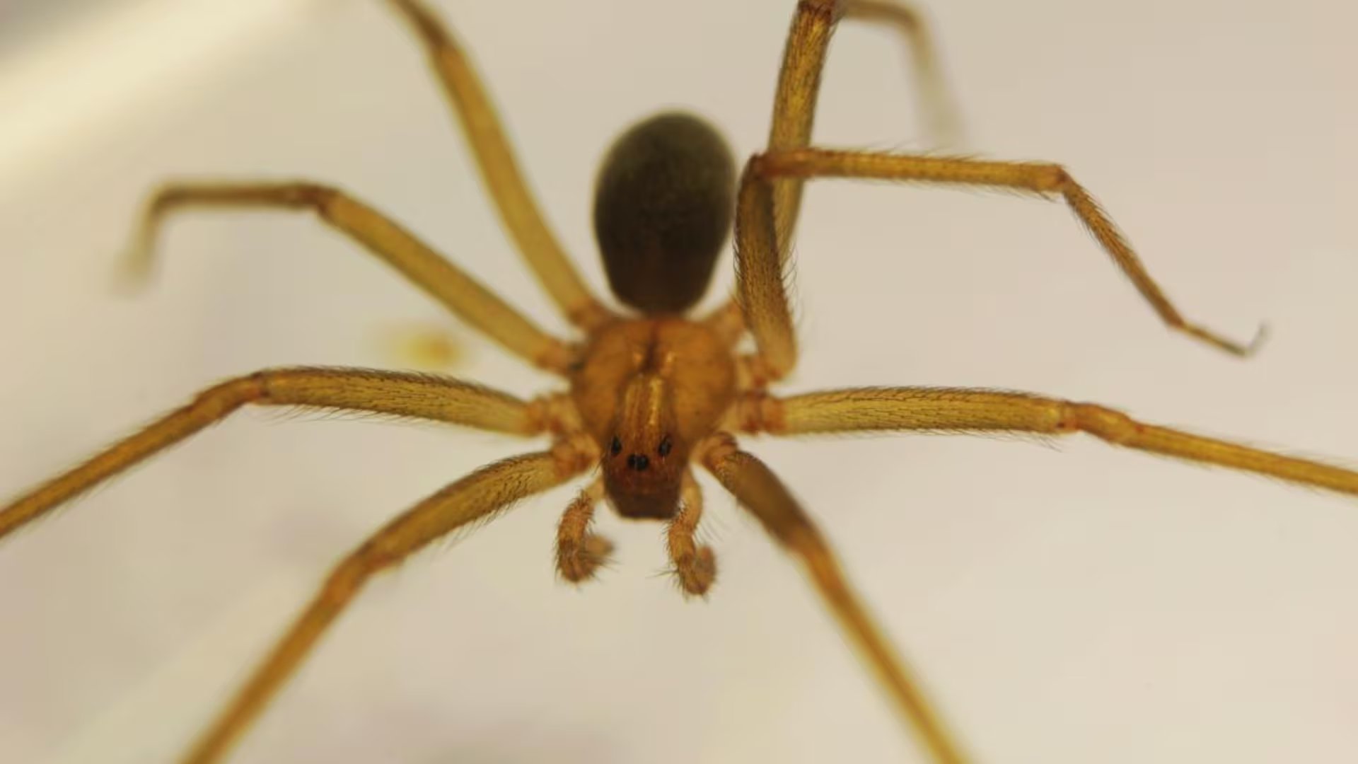 Otras especies e insectos, como el potato bug en Estados Unidos, ejemplifican cómo los nombres comunes complican la identificación precisa y la comunicación científica (EcoRegistros)