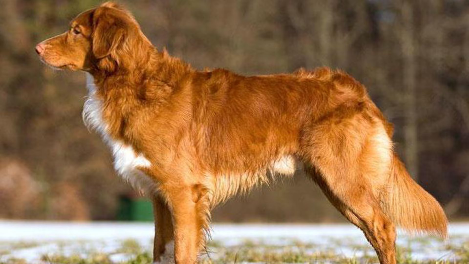 Un hermoso Perro Retriever de Nueva Escocia de color rojizo con manchas blancas en el pecho y las patas, de pie en un campo con hierba y nieve bajo el sol. (Duck Toller Wikipedia)