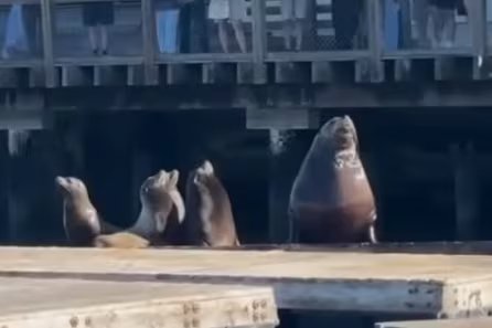 El ejemplar de león marino de Steller llamado Chonkers ha modificado la dinámica habitual entre los leones marinos en las plataformas del Pier 39 (YouTube: KTVU FOX 2 San Francisco)