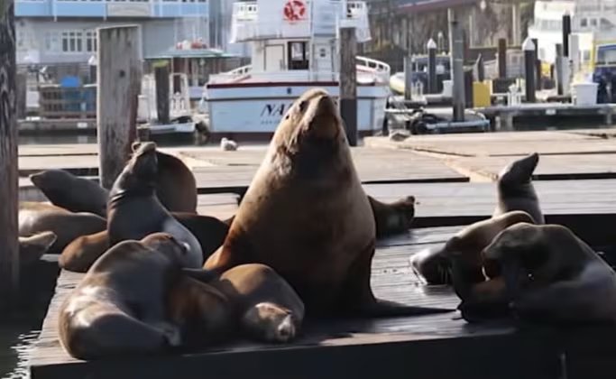 El peso y tamaño de Chonkers obligaron a los leones marinos californianos a replegarse, alterando jerarquías en la colonia del muelle (YouTube: ABC7 News Bay Area)
