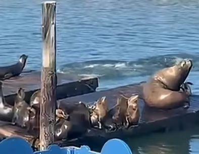 Chonkers perteneciente a una especie que fue “en peligro” según la UICN, pone en agenda la situación ecológica del león marino de Steller (YouTube: SFGate)