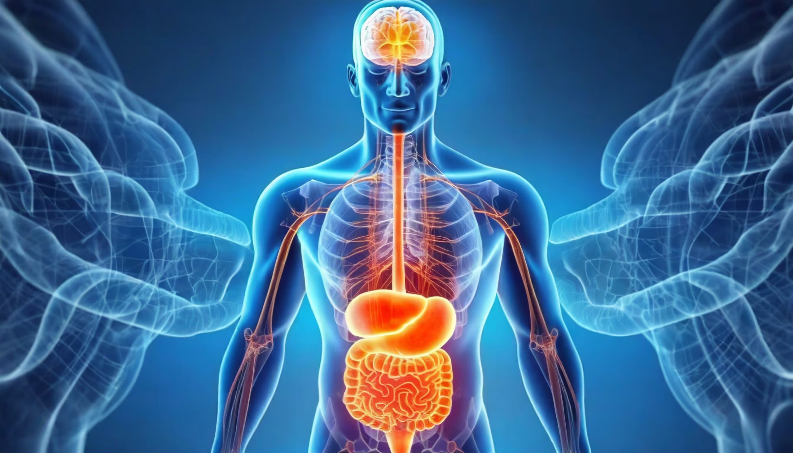 La conexión entre el cerebro y el tracto gastrointestinal se produce a través del eje cerebro-intestino, según investigaciones recientes (Imagen Ilustrativa Infobae)