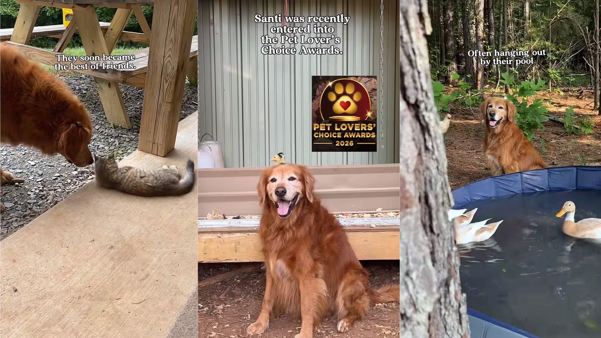 Santi participa en los Pet Lovers Choice Awards. The Little Cabin That Could