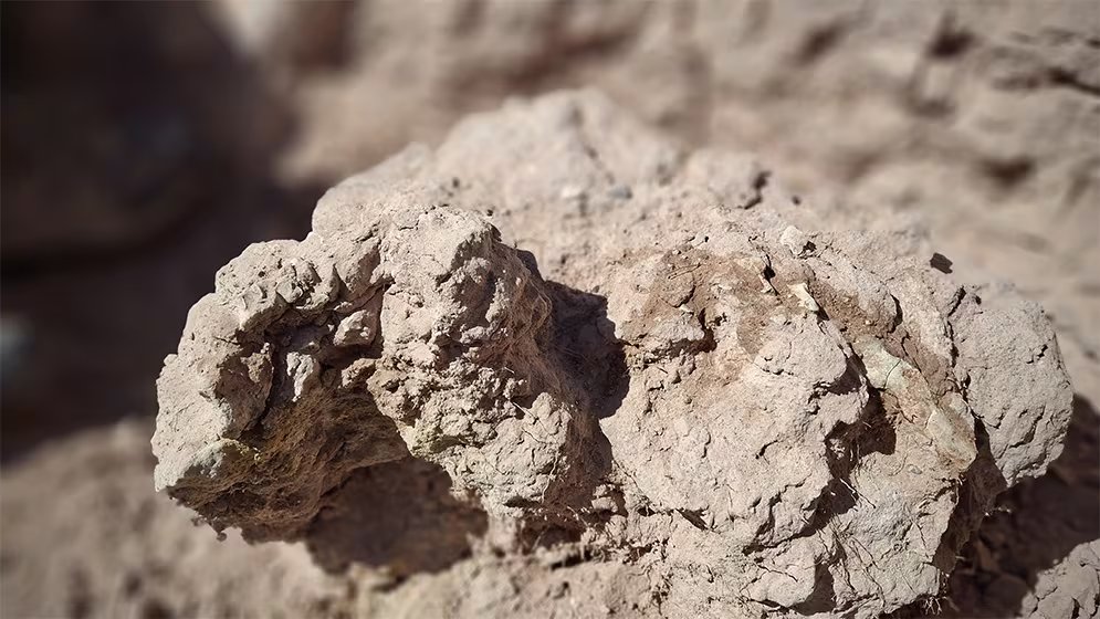 El equipo del CONICET realizó excavaciones en General Roca y recuperó restos que permiten analizar la morfología de cocodrilos prehistóricos (Nahuel Aldir / CONICET)