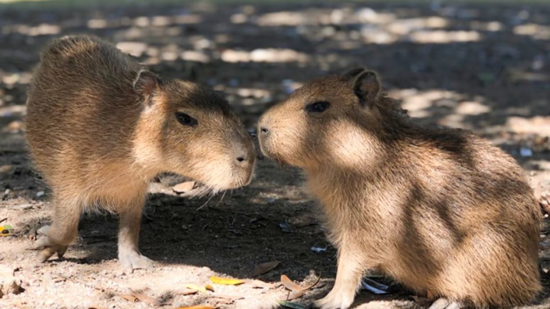 Paleontólogos encuentran restos fósiles mientras realizaban excavaciones para un parque eólico (Fb: Zoofari)