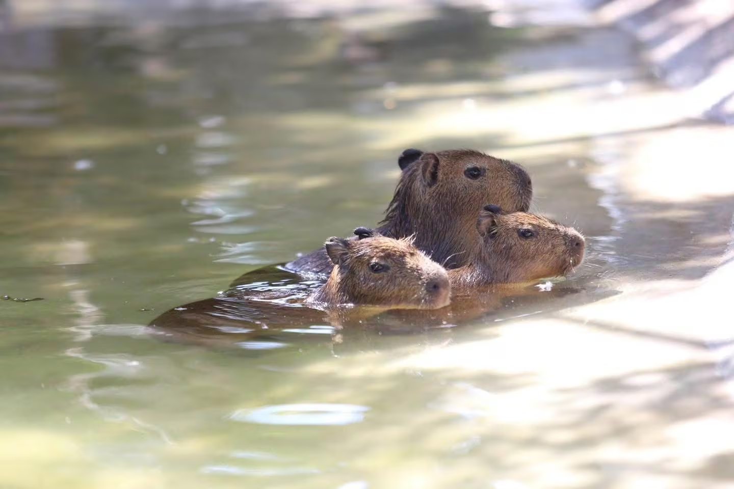 Un molar de gran tamaño fue clave para identificar al roedor extinto del género Phugatherium (Especial)