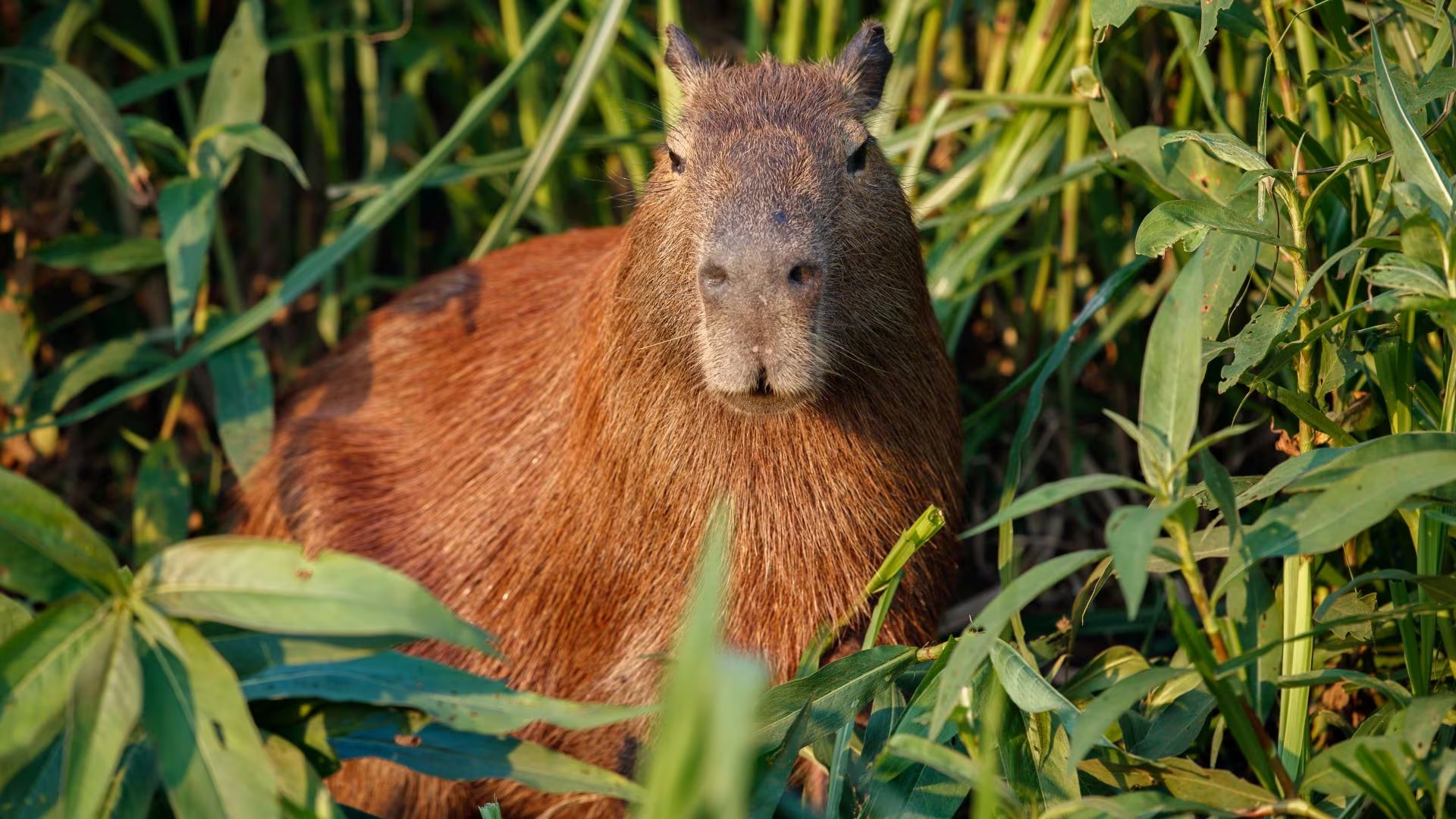 El descubrimiento reescribe la historia natural del país y sorprende a la comunidad científica  (Freepik)