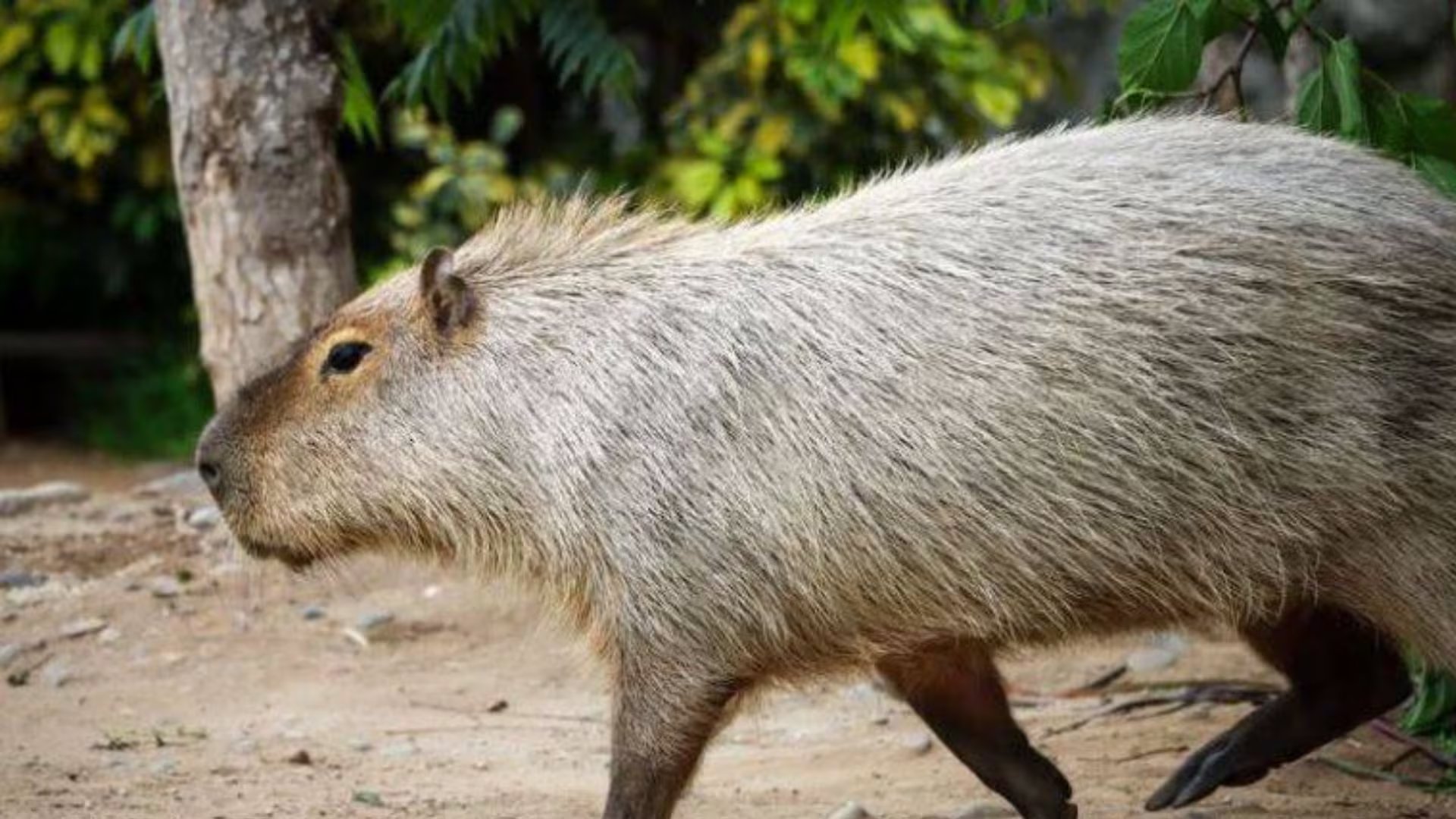 Los restos incluyen incisivos, fragmentos de fémur y parte de una pelvis Foto: Andina