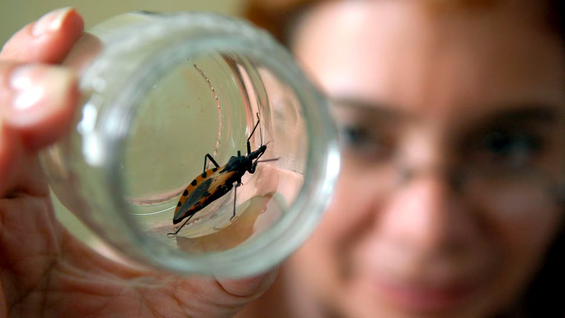 La inteligencia artificial y las aplicaciones móviles emergen como herramientas clave para identificar vinchucas y reforzar la vigilancia de Chagas (EFE/David de la Paz)