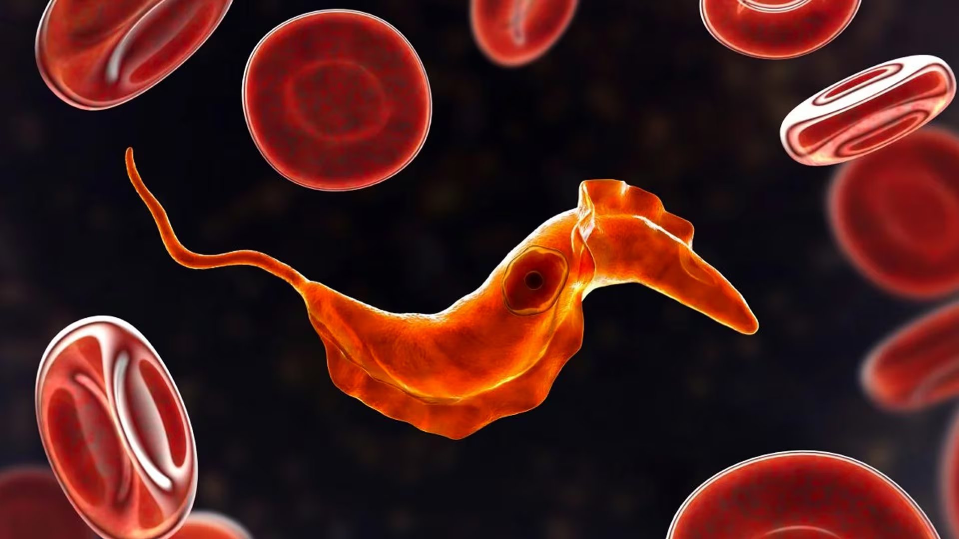 Trypanosoma cruzi es el parásito que provoca la enfermedad de Chagas/Archivo Conicet