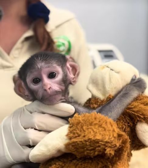 El pequeño tiene poco menos de un mes de nacido. (Captura de pantalla TikTok Zoológico de Guadalajara)