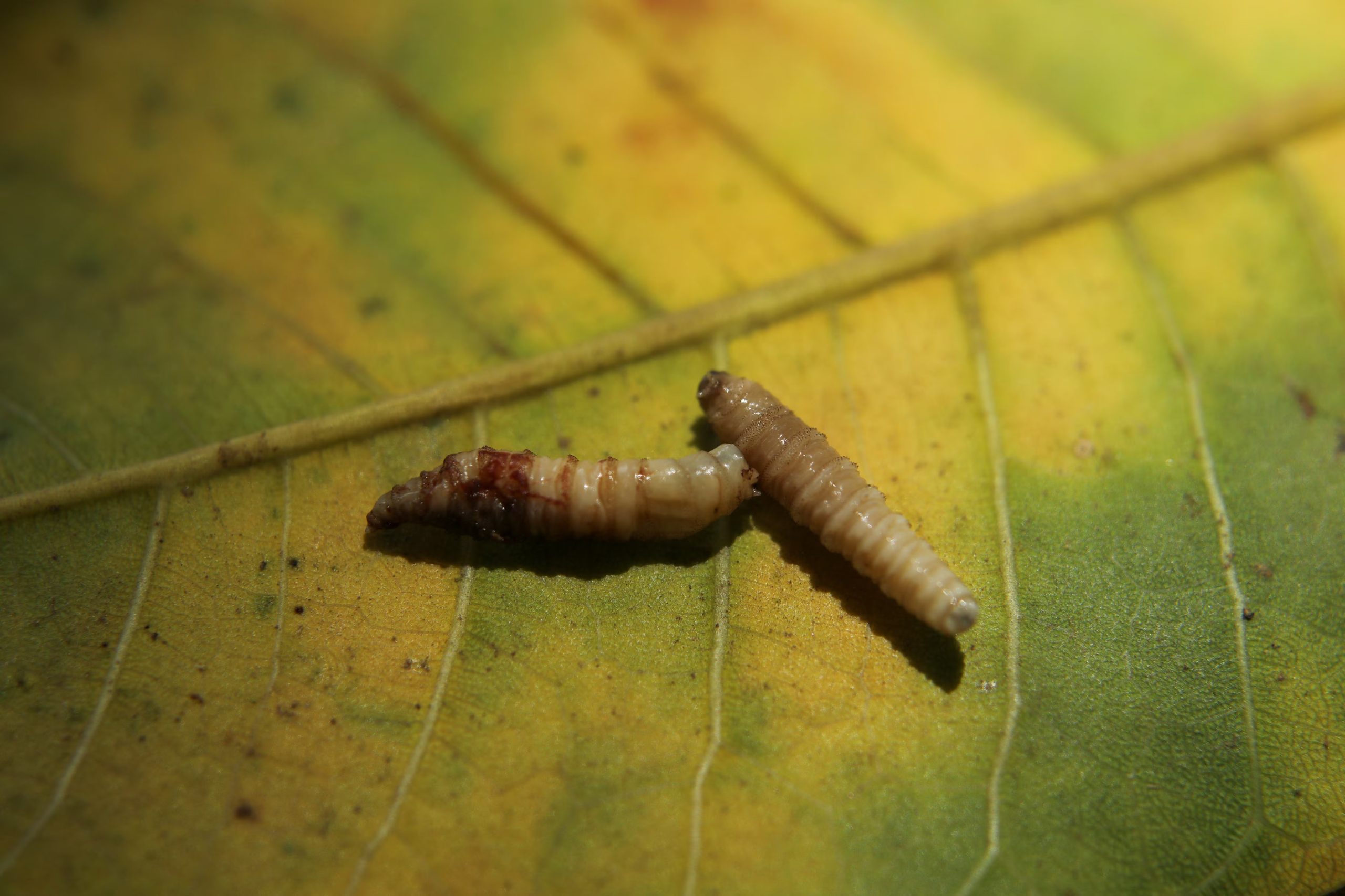 El monitoreo aéreo de ADN posibilita la detección temprana de especies invasoras, rastreo de plagas y vigilancia de patógenos agrícolas
REUTERS/Fredy Rodriguez