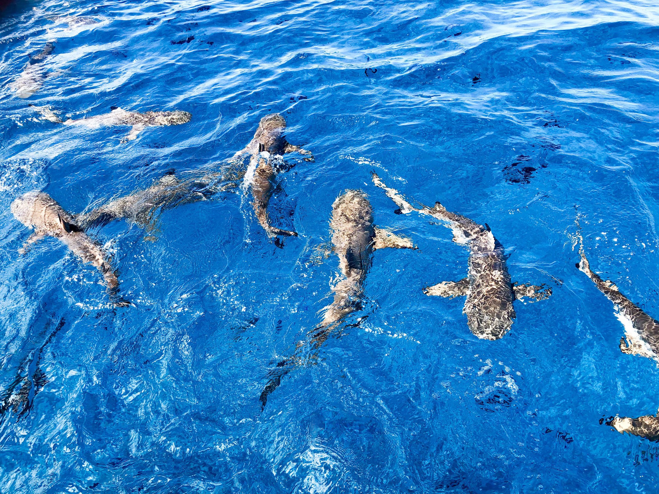 Ejemplares de tiburón nadando en el océano. (Freepik)