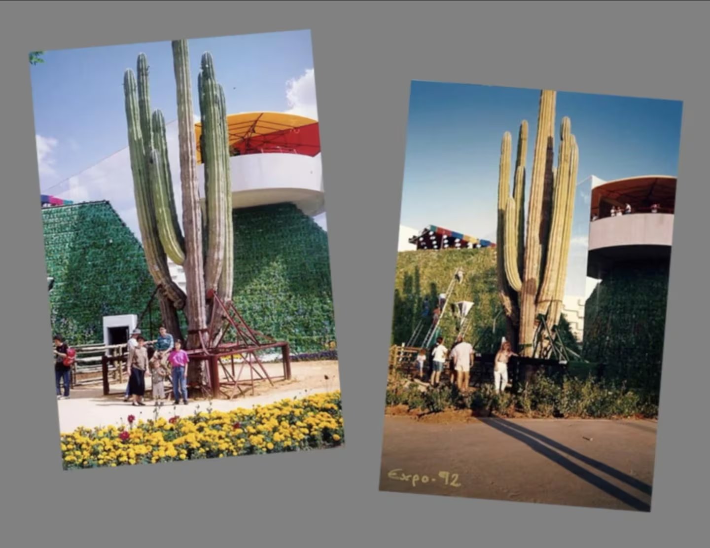 El cactus milenario situado en Isla de la Cartuja en Sevilla (Museo Reina Sofia)