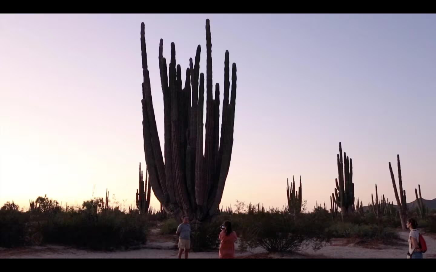 El cactus milenario situado en Isla de la Cartuja en Sevilla (Museo Reina Sofia)