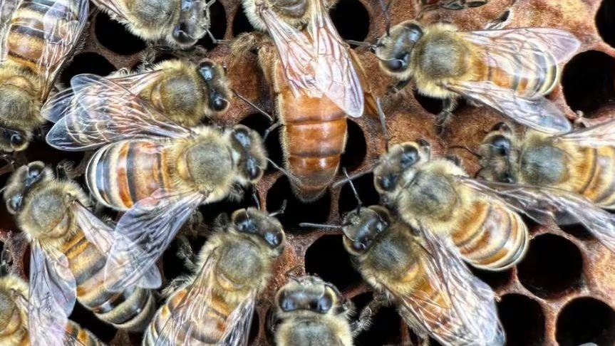 Un estudio de la Universidad de California en San Diego revela que las abejas melíferas optimizan su danza al ser observadas (POLITICA INVESTIGACIÓN Y TECNOLOGÍA
SEAN BRESNAHAN)