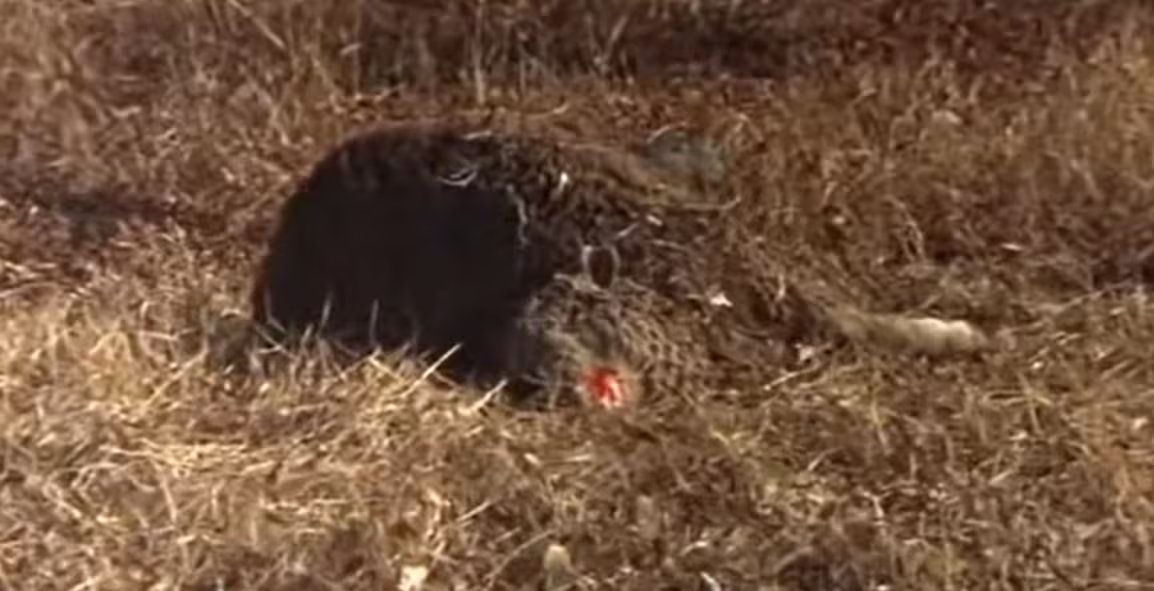 Una oveja muerta de la película