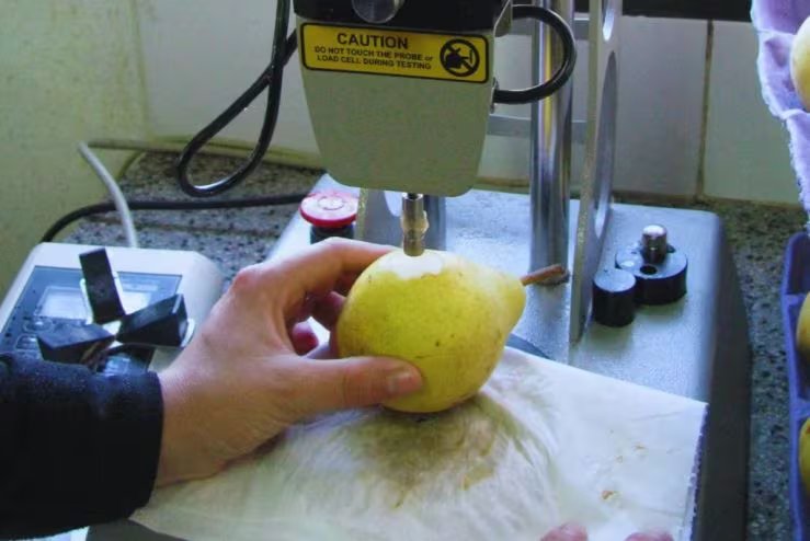 Cuando la cosecha se adelanta o se retrasa, los efectos se reflejan en la conservación y en el valor comercial. (inta)