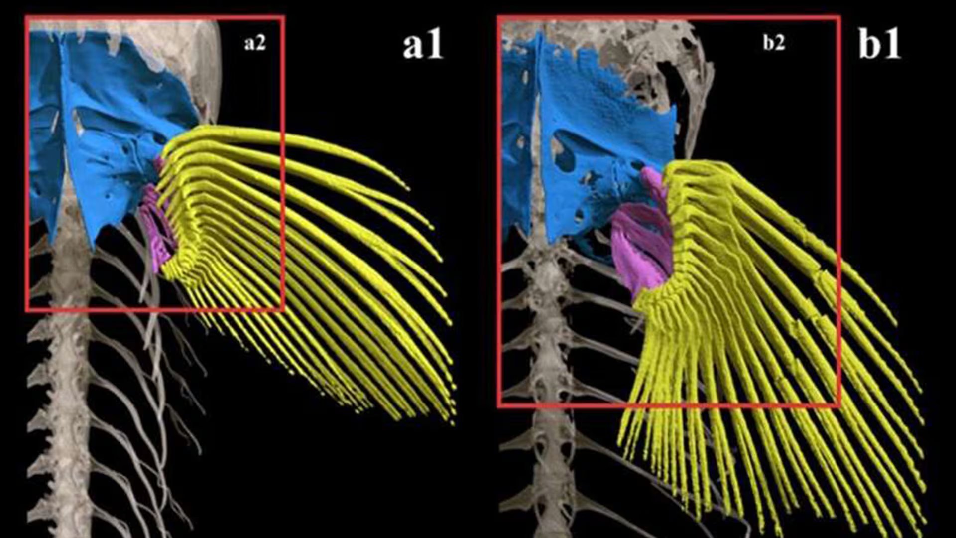 Mediante tomografías computarizadas se pudo observar las estructuras de la cintura escapular de Parakneria thys