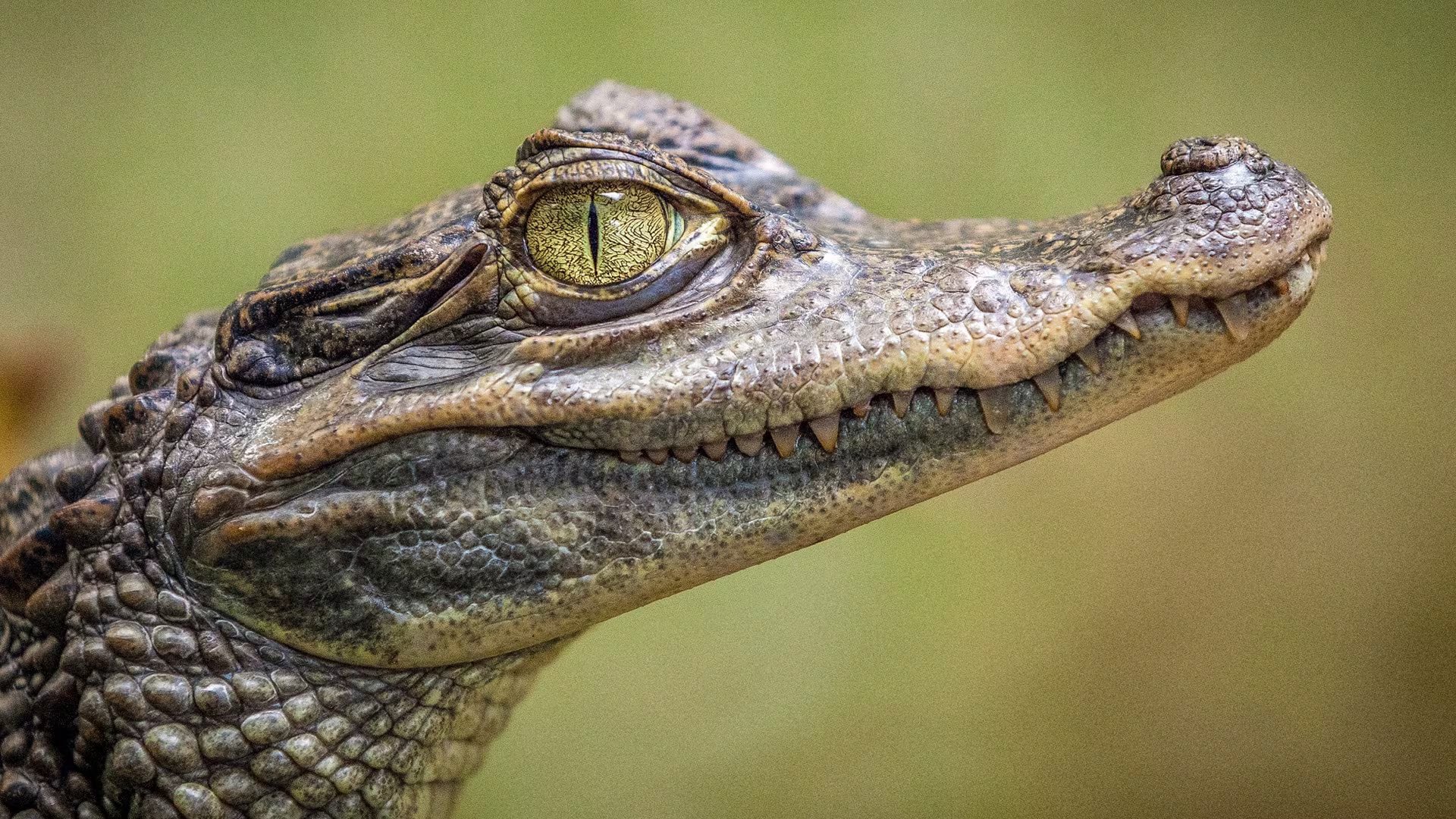 Un video viral con un niño colombiano y un caimán expone vacíos en regulación de interacción con fauna - crédito Public Domain Pictures/Jean Beaufort