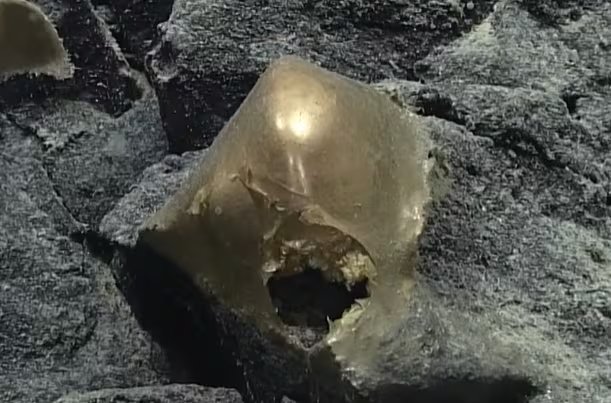 Las primeras hipótesis sobre el orbe dorado incluyeron la posibilidad de que fuera un huevo marino, restos de esponja o un biofilm desconocido (YouTube: NOAA Ocean Exploration)