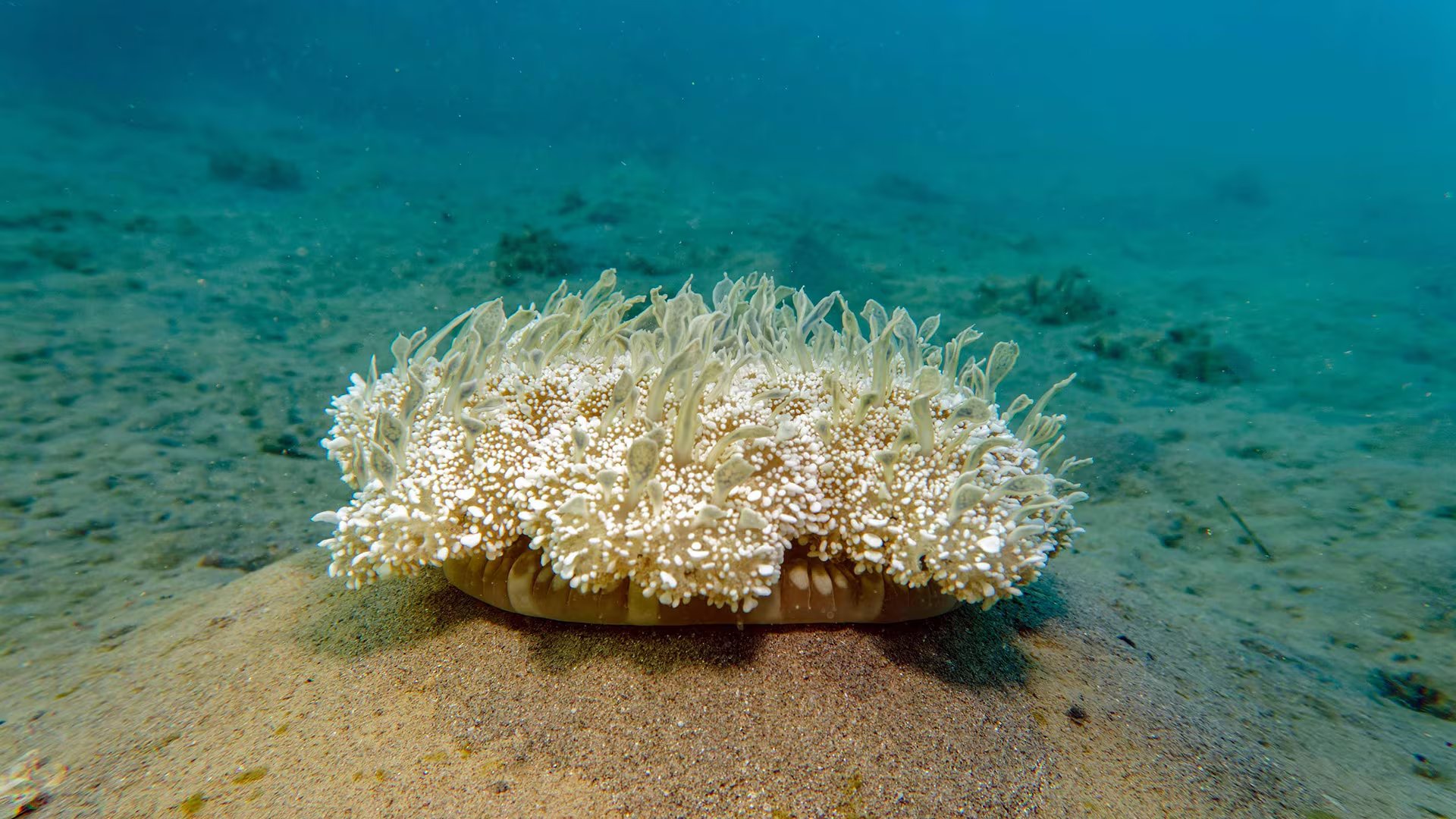 El análisis en laboratorio descartó teorías iniciales y determinó que el orbe consistía en células muertas de una anémona de mar profunda 
(credito Eilat Gil Koplovitch)