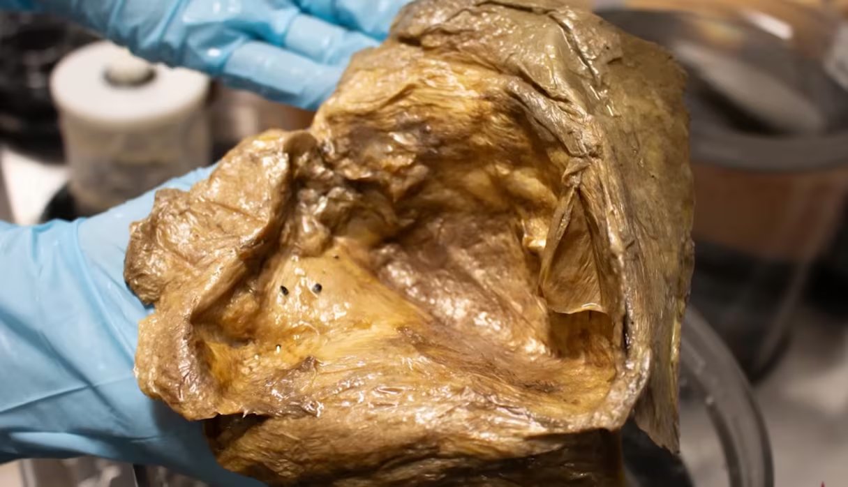 Las tecnologías avanzadas de recolección y observación resultaron esenciales para preservar el orbe dorado para estudios detallados (YouTube: NOAA Ocean Exploration)